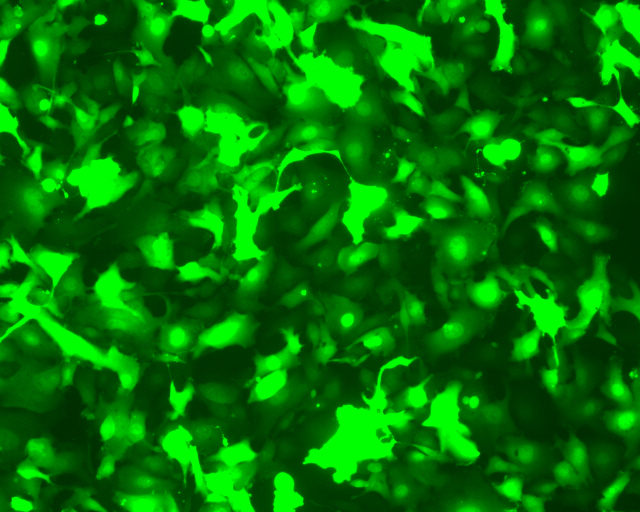 AAVPrime™ 腺相关病毒颗粒-促销中