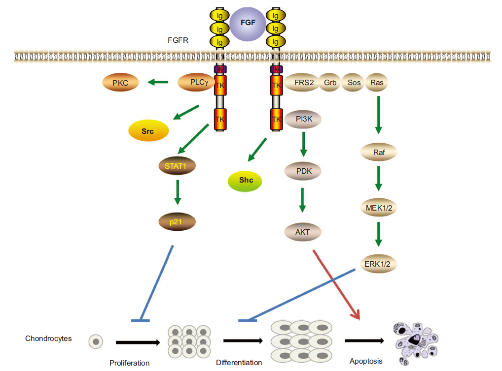 近岸类器官课堂：类器官培养关键细胞因子之FGF家族