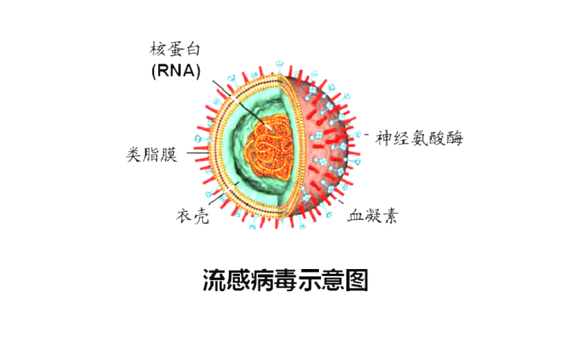 【热销推荐】“流感病毒”大揭秘！