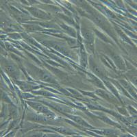 人肺血管周细胞