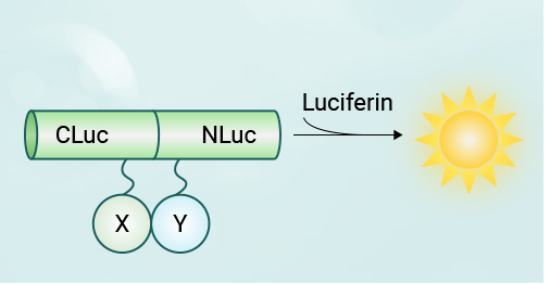 干货| 一文读懂并区分双荧光素酶实验(DLR)、双分子荧光互补(BiFC)、荧火素酶互补实验( LCA)