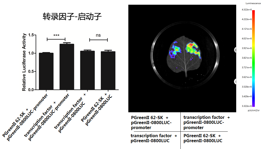 干货| 一文读懂并区分双荧光素酶实验(DLR)、双分子荧光互补(BiFC)、荧火素酶互补实验( LCA)