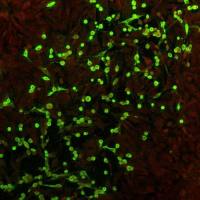 猫杯状病毒单克隆抗体（FCV）