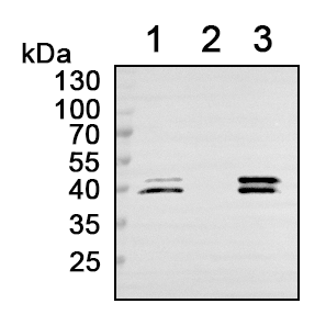 南京诺唯赞生物科技股份有限公司