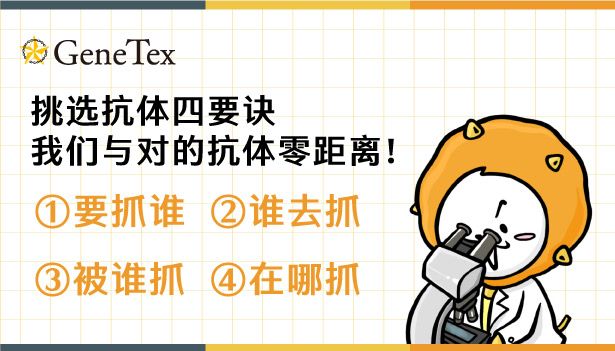 挑选抗体四要诀，我们与对的抗体零距离！