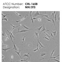 NIH/3T3 细胞