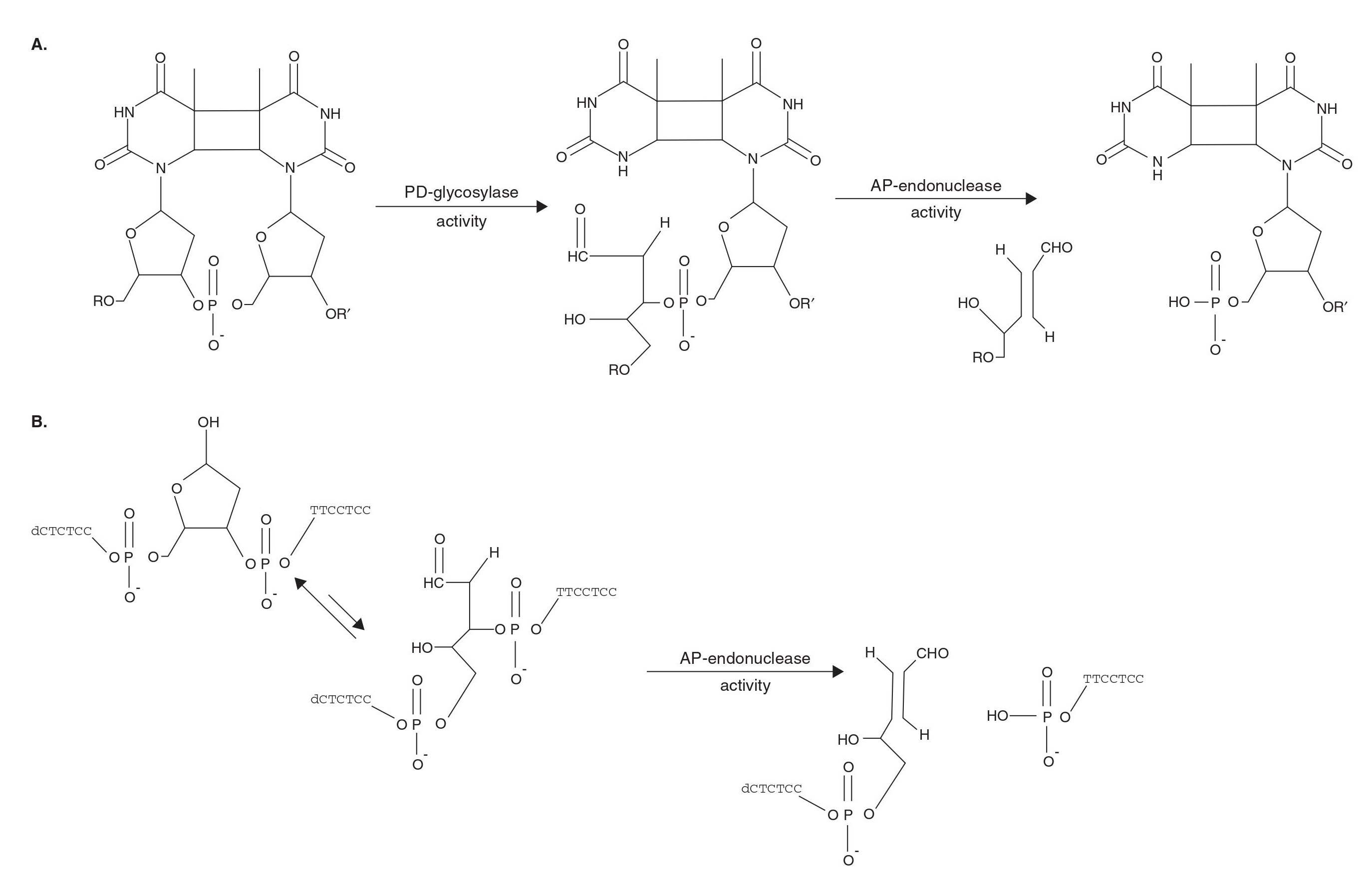 上新 | T4核酸内切酶V：引领高效DNA损伤修复！