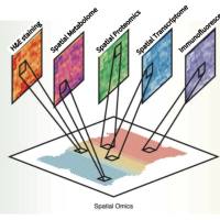 空间多组学联合