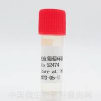 表皮葡萄球菌	 
