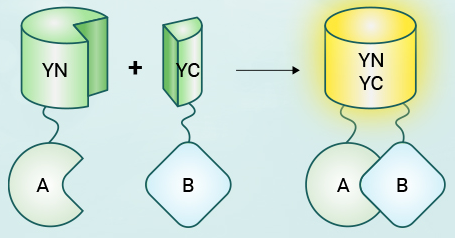 干货| 一文读懂并区分双荧光素酶实验(DLR)、双分子荧光互补(BiFC)、荧火素酶互补实验( LCA)