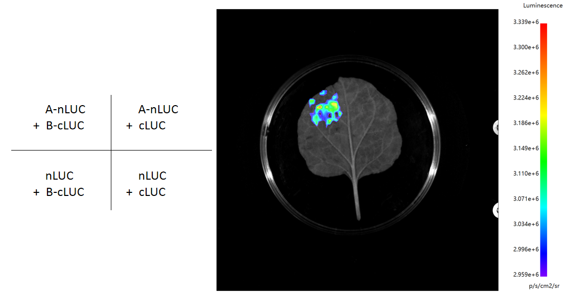 干货| 一文读懂并区分双荧光素酶实验(DLR)、双分子荧光互补(BiFC)、荧火素酶互补实验( LCA)