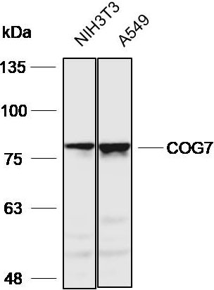 Anti-COG7 Polyclonal Antibody