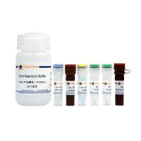 BeyoClick™ HPG蛋白合成检测试剂盒(WB法)