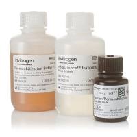 00-5523-00赛默飞转录因子流式固定破膜缓冲液流式细胞分析Thermo