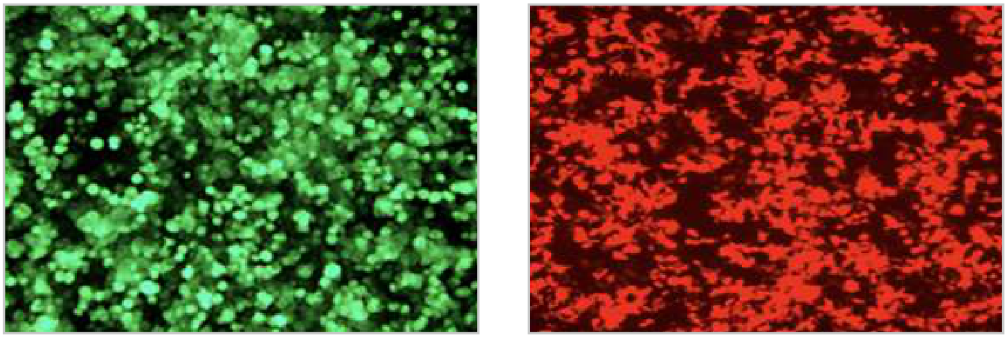 FuGENE® HD DNA 转染试剂