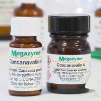 伴刀豆球蛋白A (Con A)  L-CONA Concanavalin A (Con A)