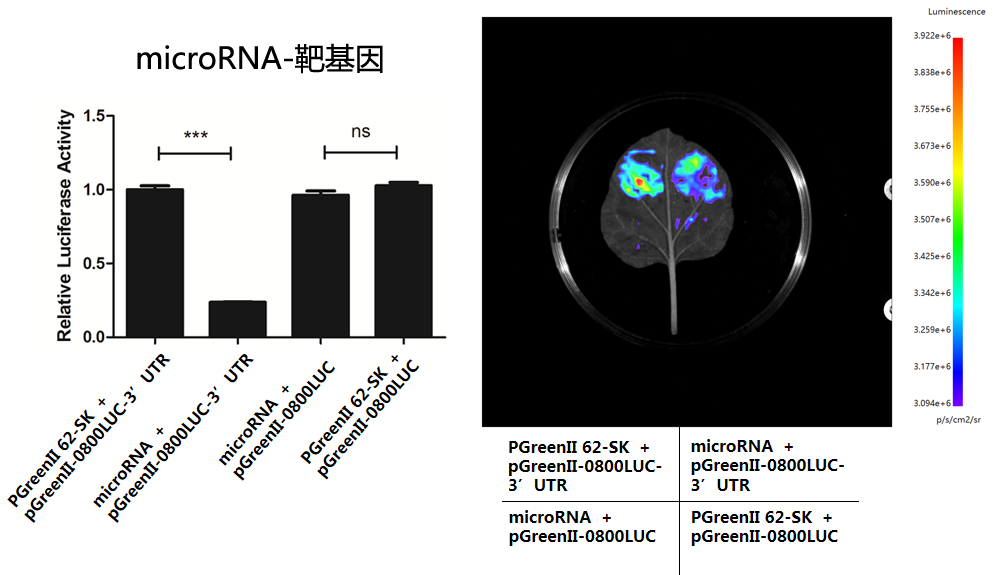 干货| 一文读懂并区分双荧光素酶实验(DLR)、双分子荧光互补(BiFC)、荧火素酶互补实验( LCA)