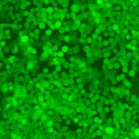 LLC-OVA过表达OVA的小鼠肺癌细胞