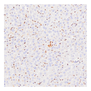 南京诺唯赞生物科技股份有限公司