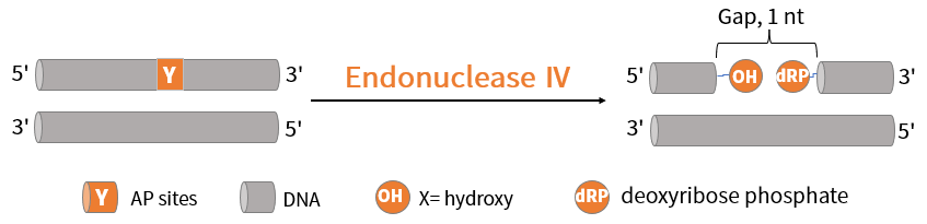 上新 | 核酸内切酶IV：翌圣DNA损伤修复酶家族又添一员，开启高效修复新篇章！