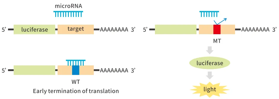 干货| 一文读懂并区分双荧光素酶实验(DLR)、双分子荧光互补(BiFC)、荧火素酶互补实验( LCA)