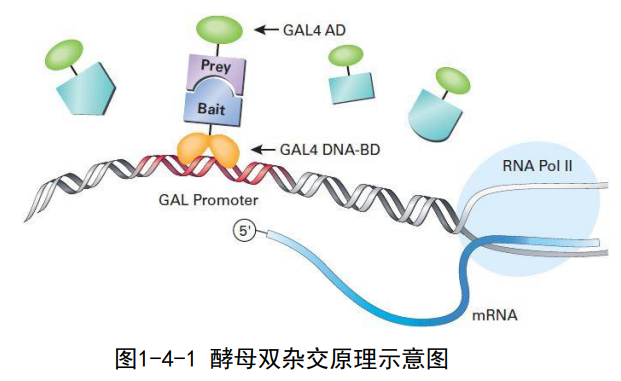 从理论到实践，一文助你轻松掌握酵母杂交技术