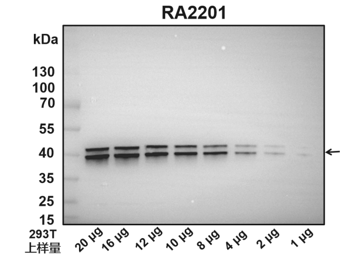 南京诺唯赞生物科技股份有限公司