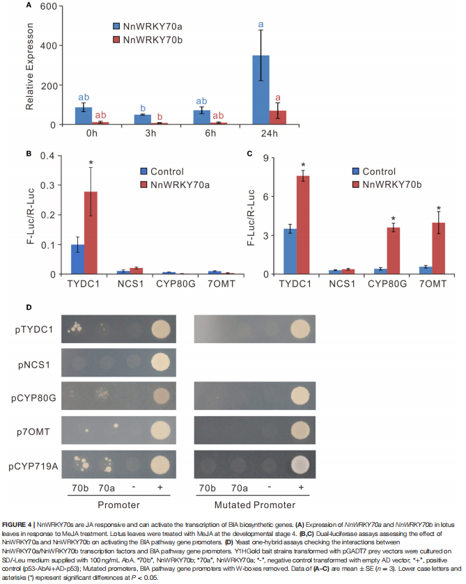 干货| 一文读懂并区分双荧光素酶实验(DLR)、双分子荧光互补(BiFC)、荧火素酶互补实验( LCA)