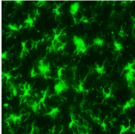 Wako兔源Iba1抗体019-19741