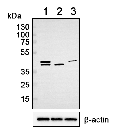 南京诺唯赞生物科技股份有限公司