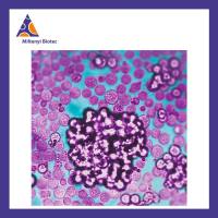 美天旎 130-091-441 T Cell Activation/Expansion Kit, human