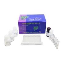 病毒蛋白质ELISA