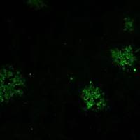 猫疱疹病毒单抗