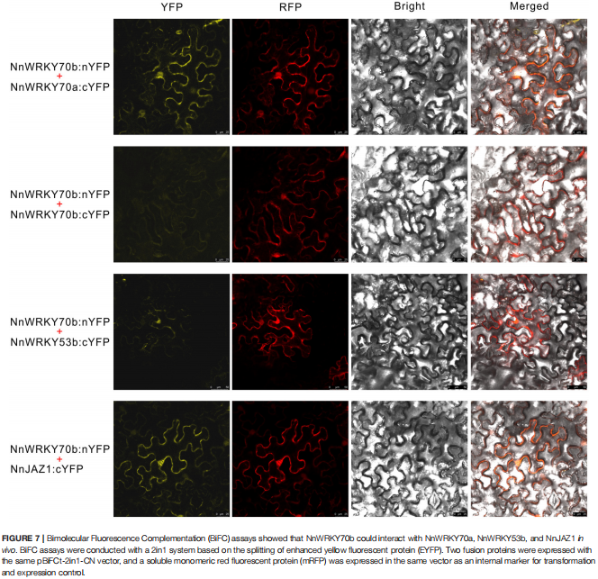 干货| 一文读懂并区分双荧光素酶实验（DLR）、双分子荧光互补(BiFC)、荧火素酶互补实验（ LCA）