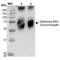 β-半乳糖糖化的牛血清蛋白(BSA)