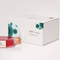 人主动脉外膜成纤维细胞