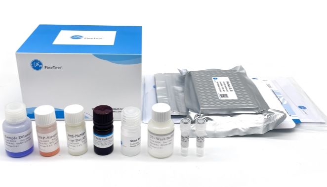 菲恩生物-快速检测elisa试剂盒上线