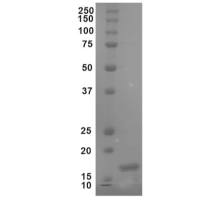 Beta Synuclein 蛋白单体