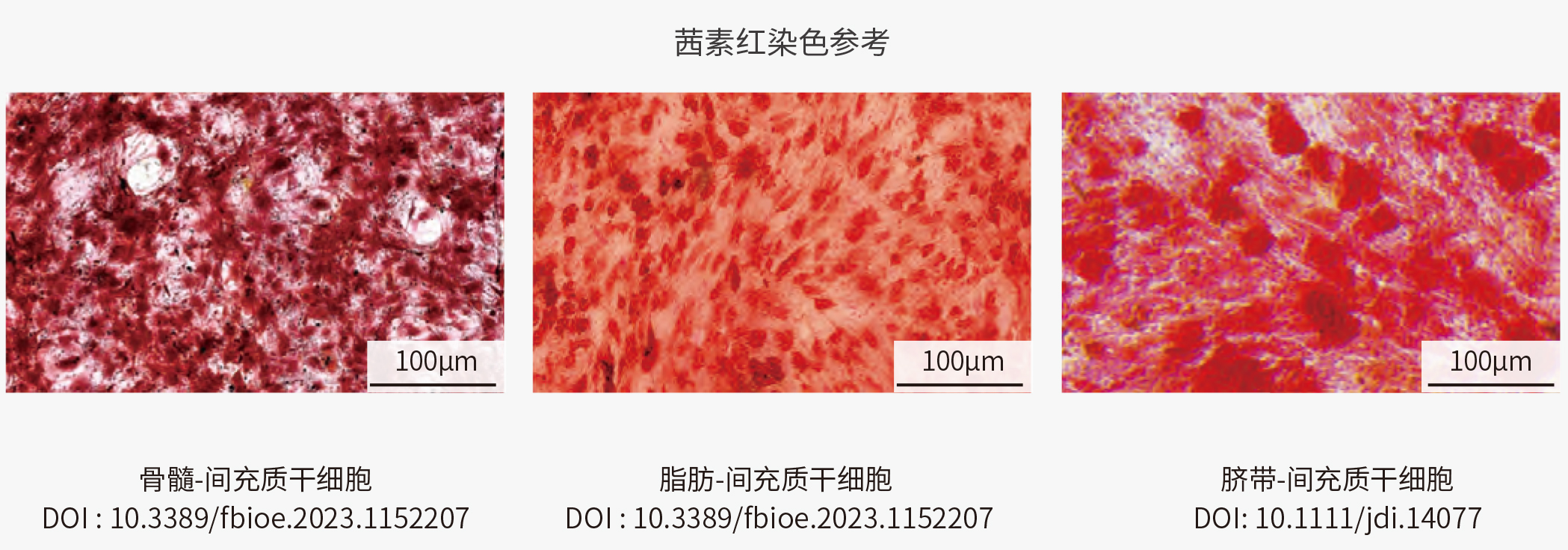间充质干细胞（MSC）的三系分化及其培养Protocol