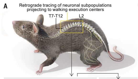 Science | 组织透明化三维成像揭示促进脊髓损伤功能恢复的新策略