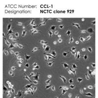 NCTC clone 929 细胞