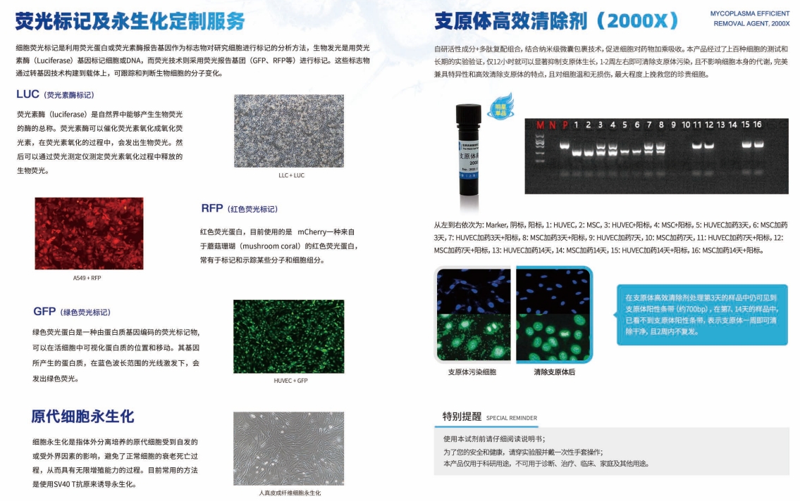 HET-1A 人食管上皮细胞、HET-1A细胞、HET-1A