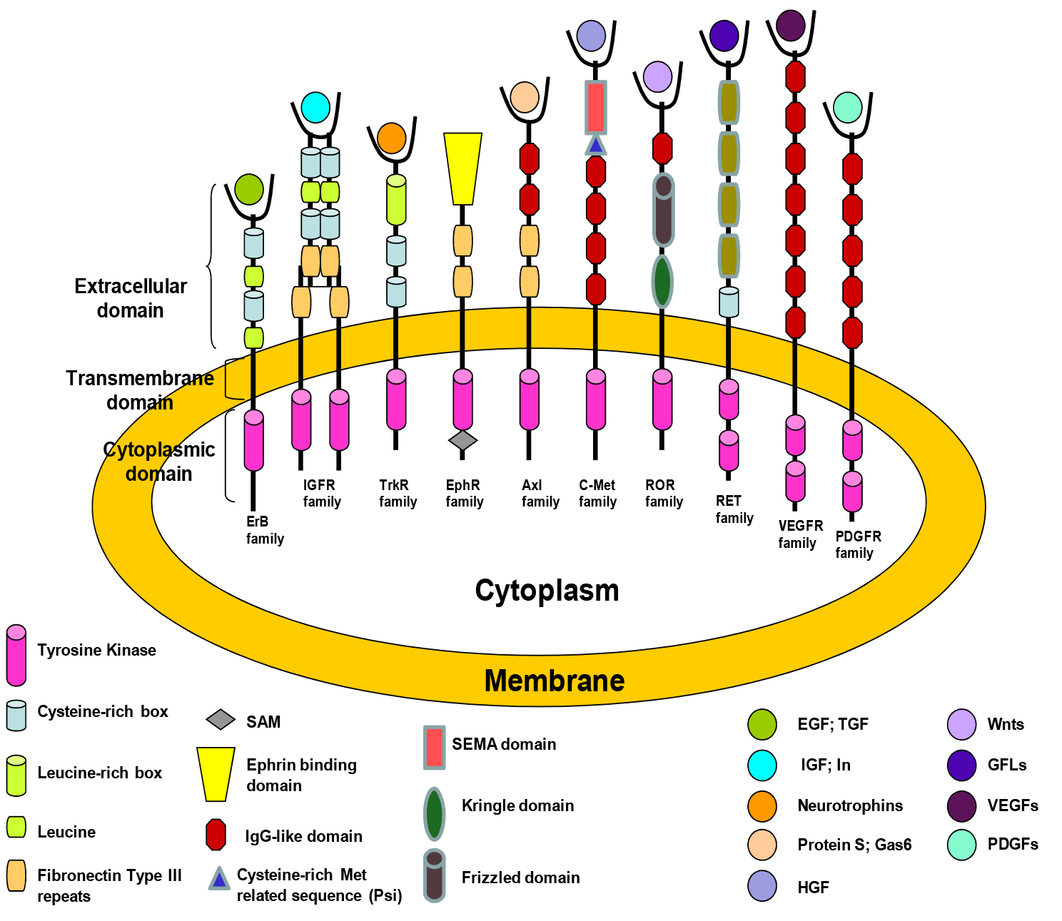 受体酪氨酸激酶知多少：探索肿瘤靶向治疗的关键靶点