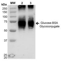 β-葡萄糖糖化的牛血清蛋白(BSA)