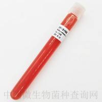 沼泽红假单胞菌