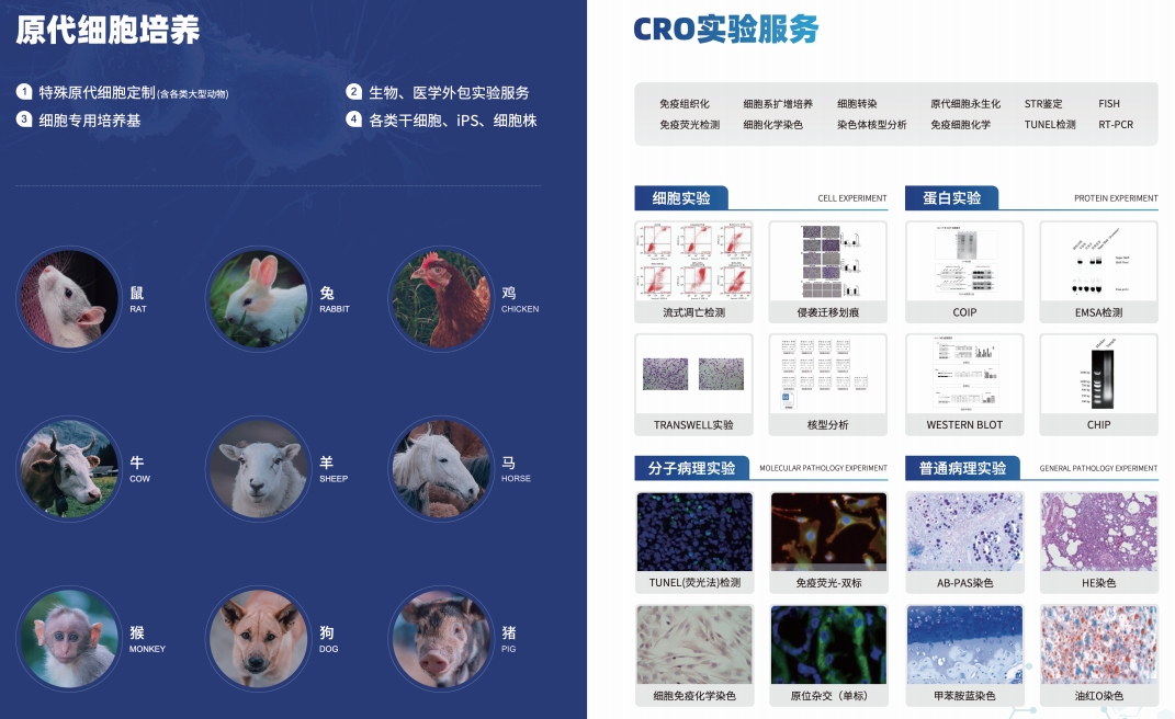 HET-1A 人食管上皮细胞、HET-1A细胞、HET-1A