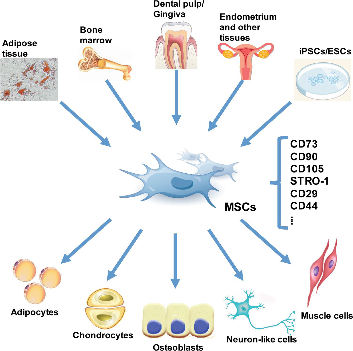 间充质干细胞（MSC）的三系分化及其培养Protocol