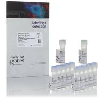 L34974赛默飞LIVE/DEAD可固定远红外死细胞染色剂试剂盒Thermo