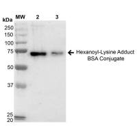 乙酰-赖氨酸加合物(HEL)处理的牛血清蛋白(BSA)