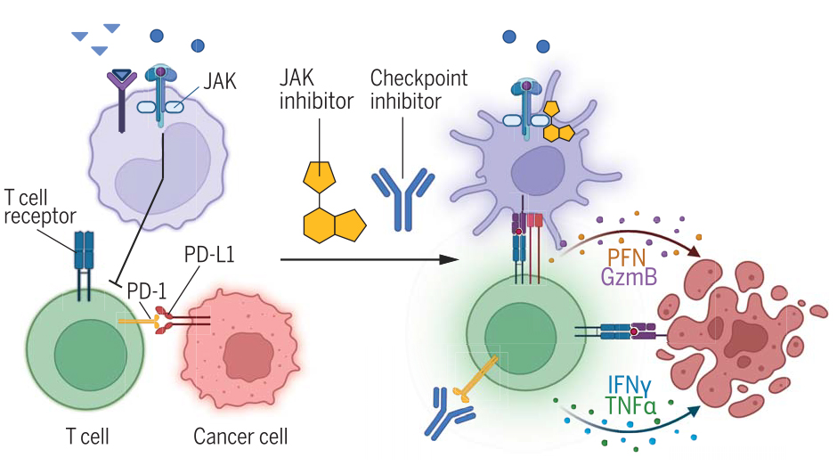 JAK抑制剂焕发“第二春”：Science双发、新药获批、国产爆发